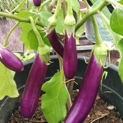 Cluster Brinjal Violet (Kula Vazhuthana Violet) Seeds Price: ₹25