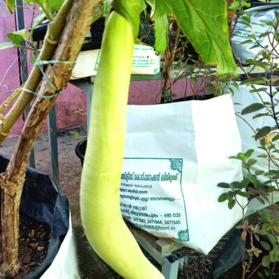 Brinjal Green Long | Green Vazhuthana