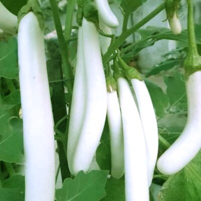 Brinjal White | Malaga Vazhuthana @ 25₹