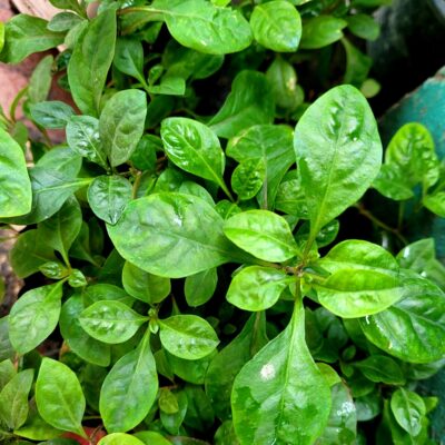 Ponnanganni Cheera, Ponnanganni keerai, (Dwarf Copper Leaves)