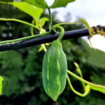 Ivy gourd (small) Kovakka