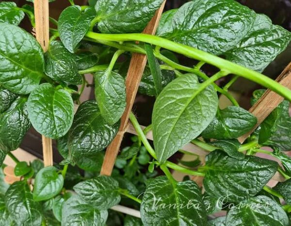 Malabar Spinach (ബസള ചീര) - Image 2