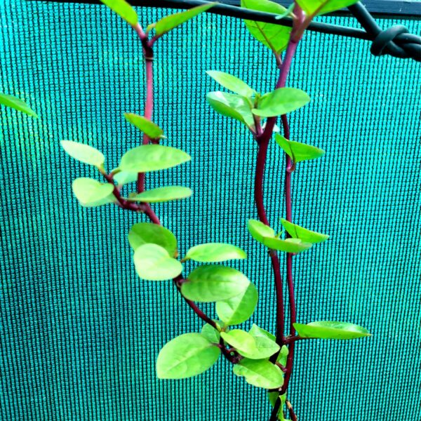 Malabar Spinach (ബസള ചീര)