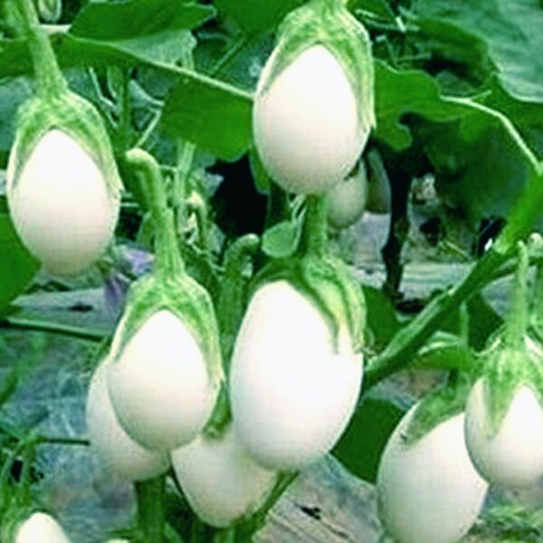 Brinjal White Oval (മുട്ട വഴുതന )