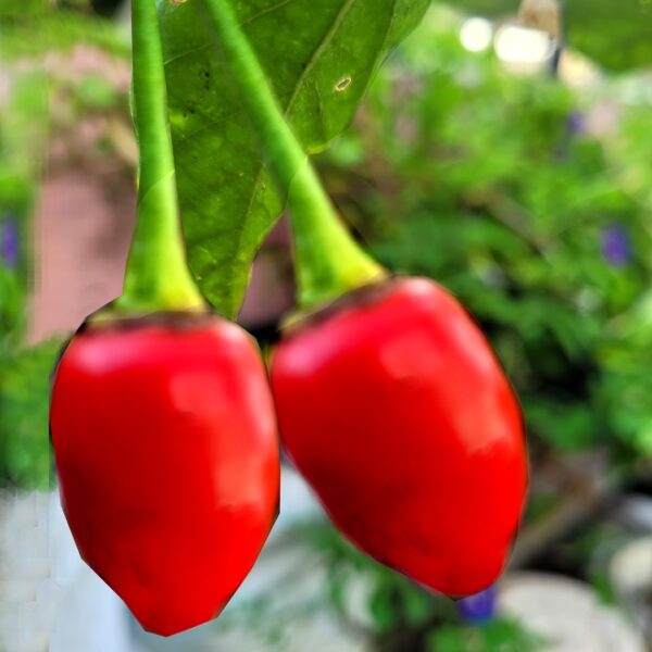 Cherry Peppers chilly (ഉണ്ട മുളക്)