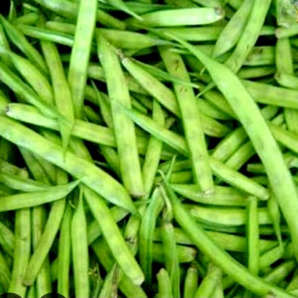 Cluster Beans (ചീനി  അമര, സാംബാർ അമര )