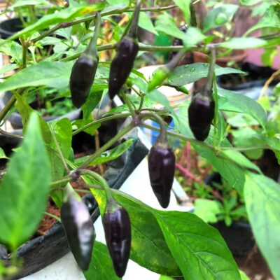 Royal Black Chilli Seeds (കറുത്ത മുളക് വിത്തുകൾ)
