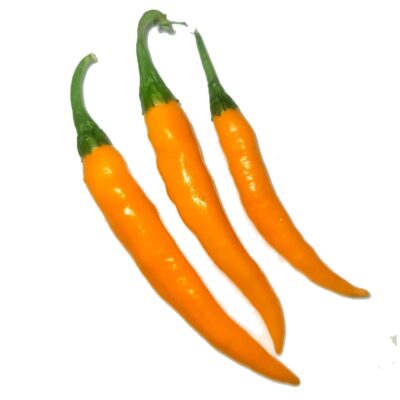 Orange Chilli Seeds (ഓറഞ്ച് മുളക് വിത്തുകൾ)
