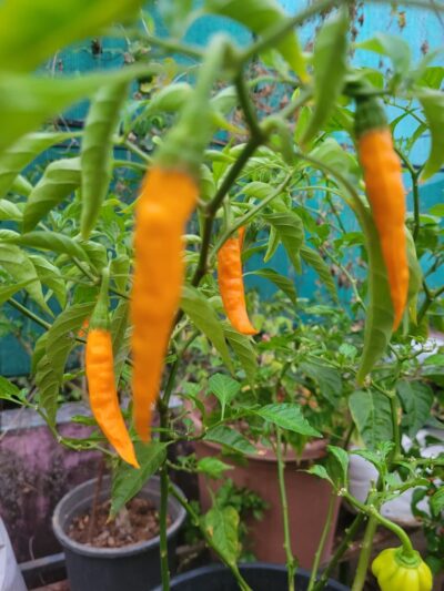 Orange Chilli, Carrot Chilli (ഓറഞ്ച് മുളക് വിത്തുകൾ)