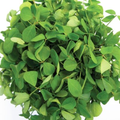 Kasturi Methi Seeds, Uluva Seeds, Fenugreek Seeds India, Aromatic Herb Seeds, Kasuri Methi Cultivation, Anugraha's Seed World.