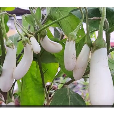 Kula Vazhuthana White (White Cluster Brinjal) Seeds ₹25