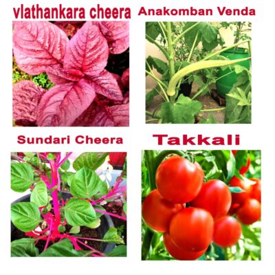 Diwali Gift: Free Seed Combo from Anugraha's Seed World!