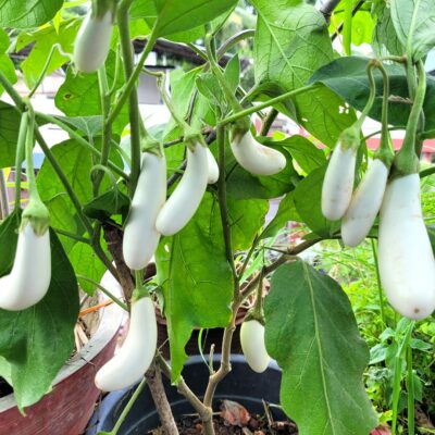 Kula Vazhuthana White (White Cluster Brinjal) Seeds ₹25