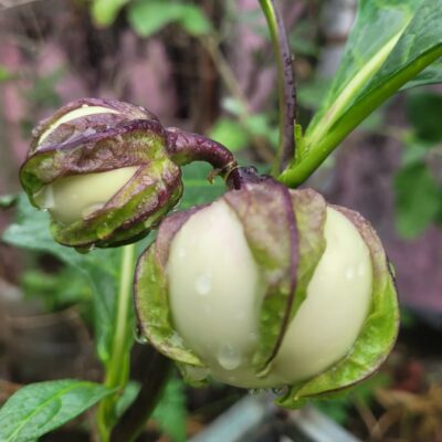 Close-up of white Thakkali Vazhuthana fruit with purple-streaked calyx growing in a home garden.