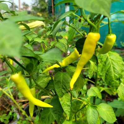 "Premium light green chilli seeds at ₹25 per pack from Anigraha Seeds World."
