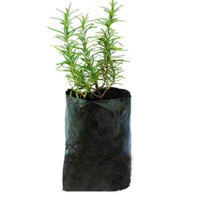 Young, healthy Rosemary Plant with needle-like leaves growing in a black nursery grow bag from Anigraha Seeds World."