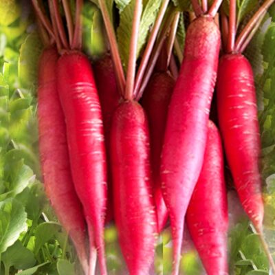 red-radish-seeds-anugraha-seeds-world.jpg