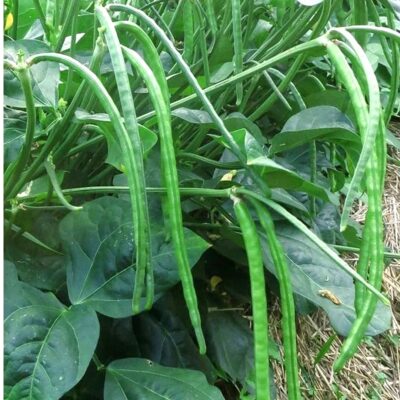 "Lush green Dwarf Cowpea (Bush-type Lobia) plants with fresh pods, featuring Anugraha Seeds World hand-picked high growth rate seeds in airtight plastic packaging."