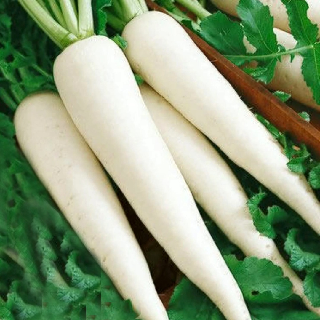 "Freshly harvested premium white long radishes with vibrant green tops, featuring Anugraha Seeds World hand-picked vegetable seeds in airtight plastic packaging."