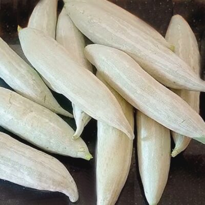 Baby Padavalam (Short Snake Gourd) cha ek dig (heap) jyat pandhryat-hirvya patte aslele lahan ani taaje padavalam disat ahet.