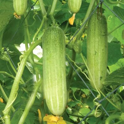 Two fresh, light green salad cucumbers (salad vellari) hanging from a vine on a garden trellis netting, surrounded by green leaves and small yellow blossoms.