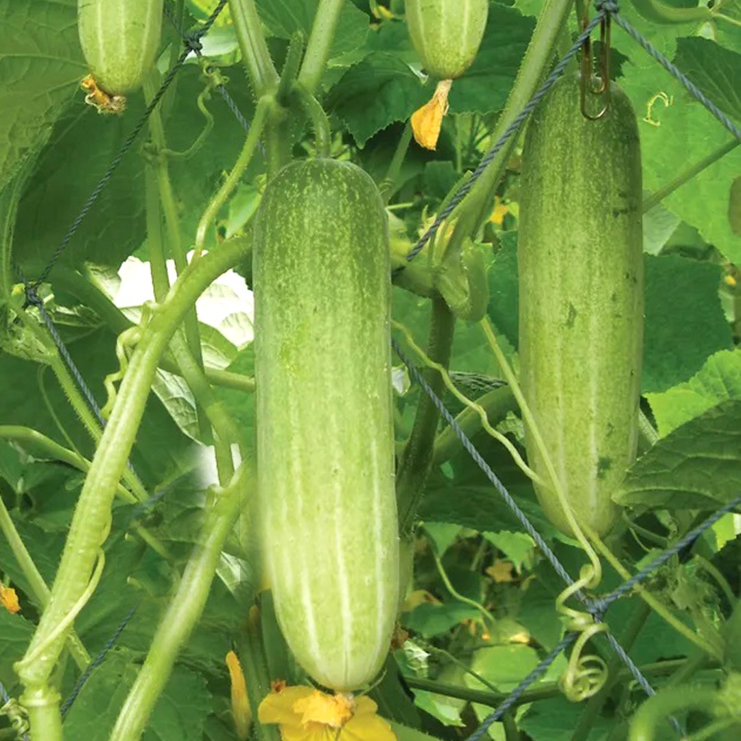 Two fresh, light green salad cucumbers (salad vellari) hanging from a vine on a garden trellis netting, surrounded by green leaves and small yellow blossoms.